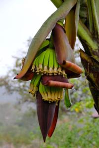 costa-rica-banana-tree.jpg