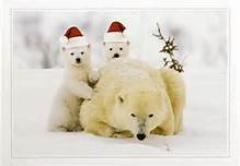 A Polar Bear Merry Christmas!